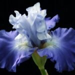 Beratungen, Massagen, Behandlungen von Iris